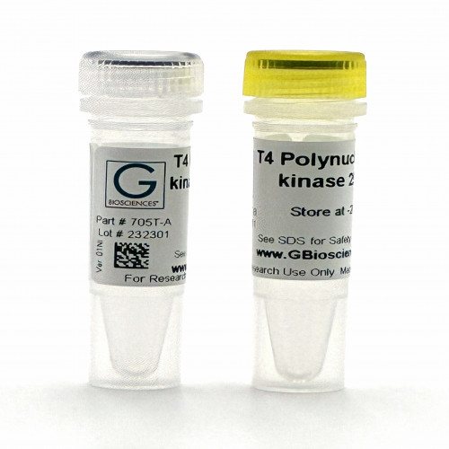 T4 Polynucleotide Kinase (PNK)