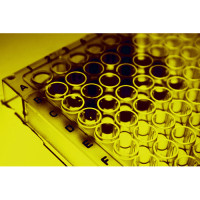 glutathione synthetase elisa kit Human GAD1 | Glutamate Decarboxylase 1 Serum samples. Glutathione (GSH) Assay Kit Sigma-Aldrich